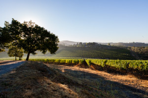 Vigna all'alba tenuta di Lilliano a Castellina in chianti Toscana