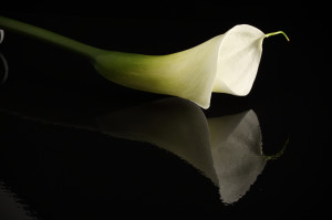 fiore calla su fondo nero con riflesso
